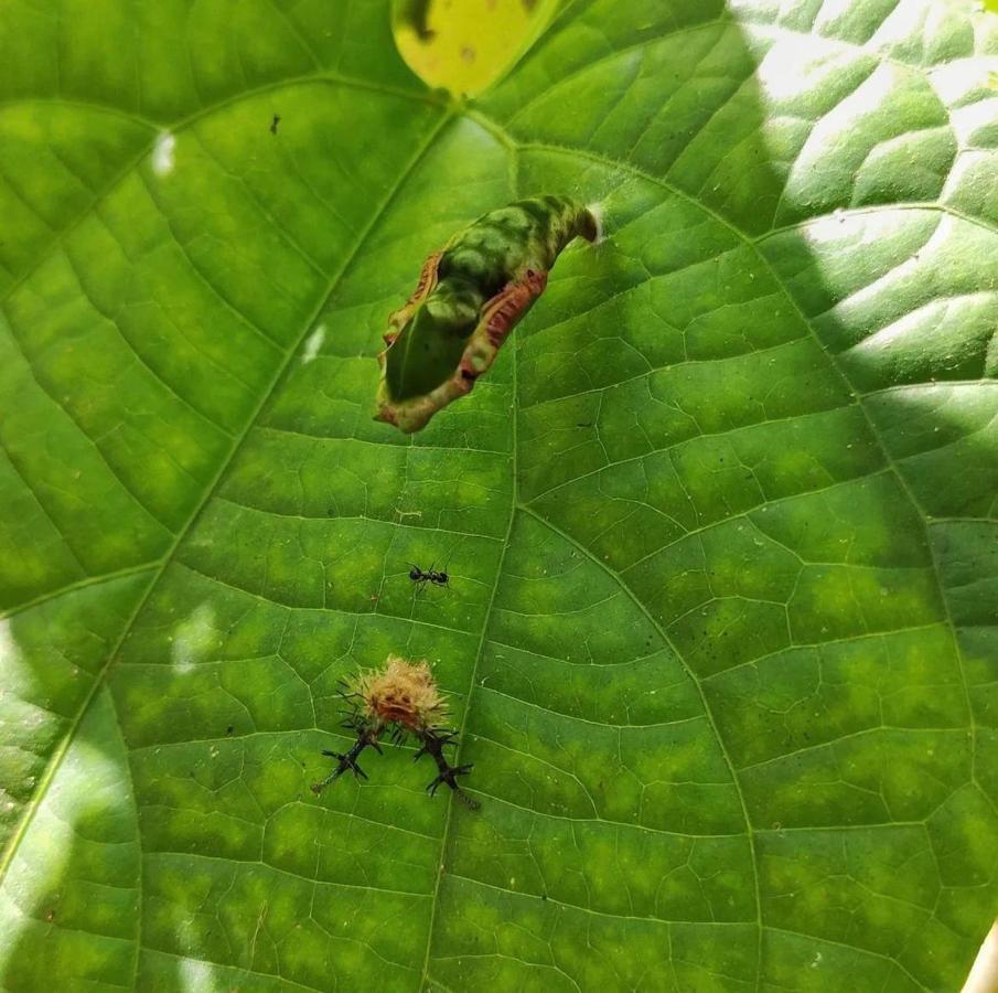 Palmayacu - Refugio Amazonico Leticia Kültér fotó