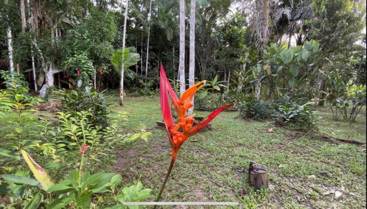 Palmayacu - Refugio Amazonico Leticia Kültér fotó