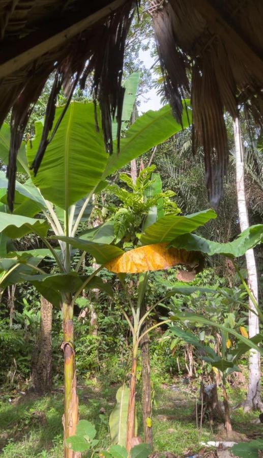 Palmayacu - Refugio Amazonico Leticia Kültér fotó