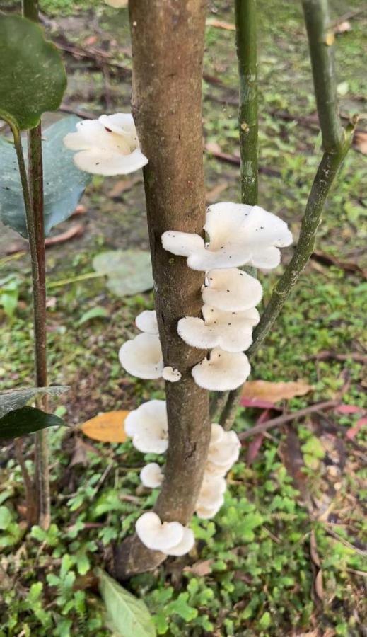 Palmayacu - Refugio Amazonico Leticia Kültér fotó