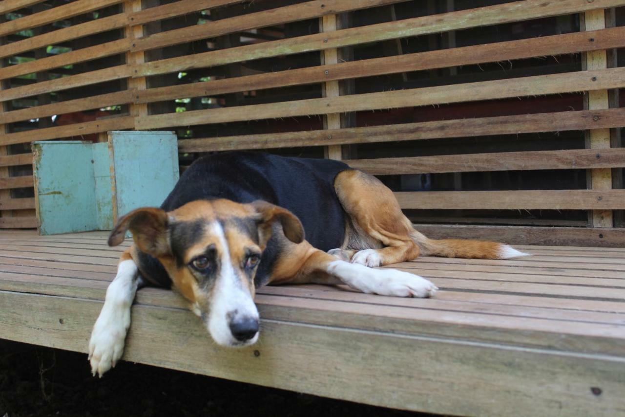 Palmayacu - Refugio Amazonico Leticia Kültér fotó